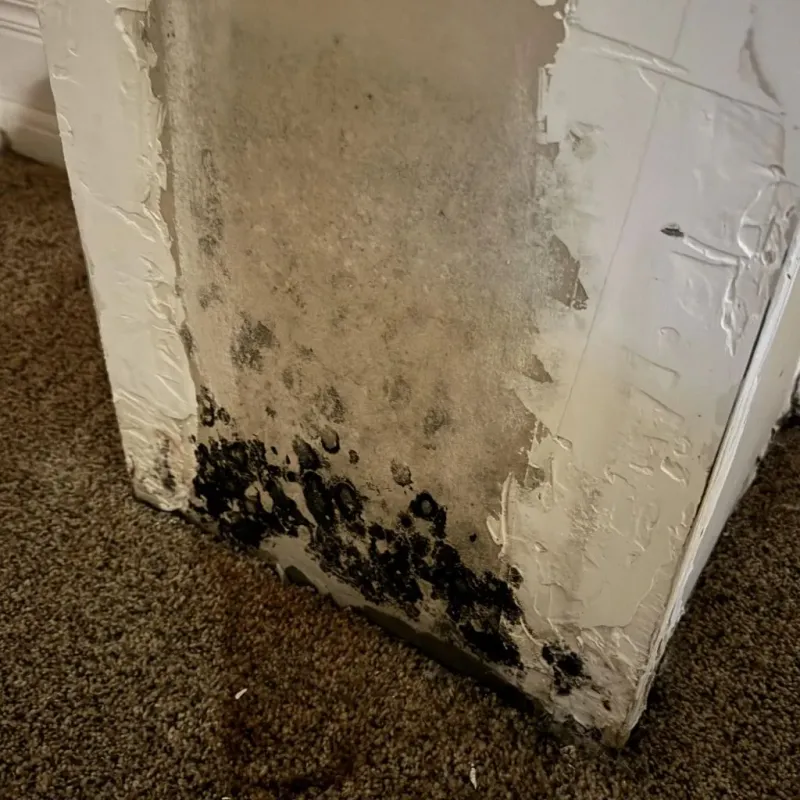 Professional Mold Removal in Richland County, OH